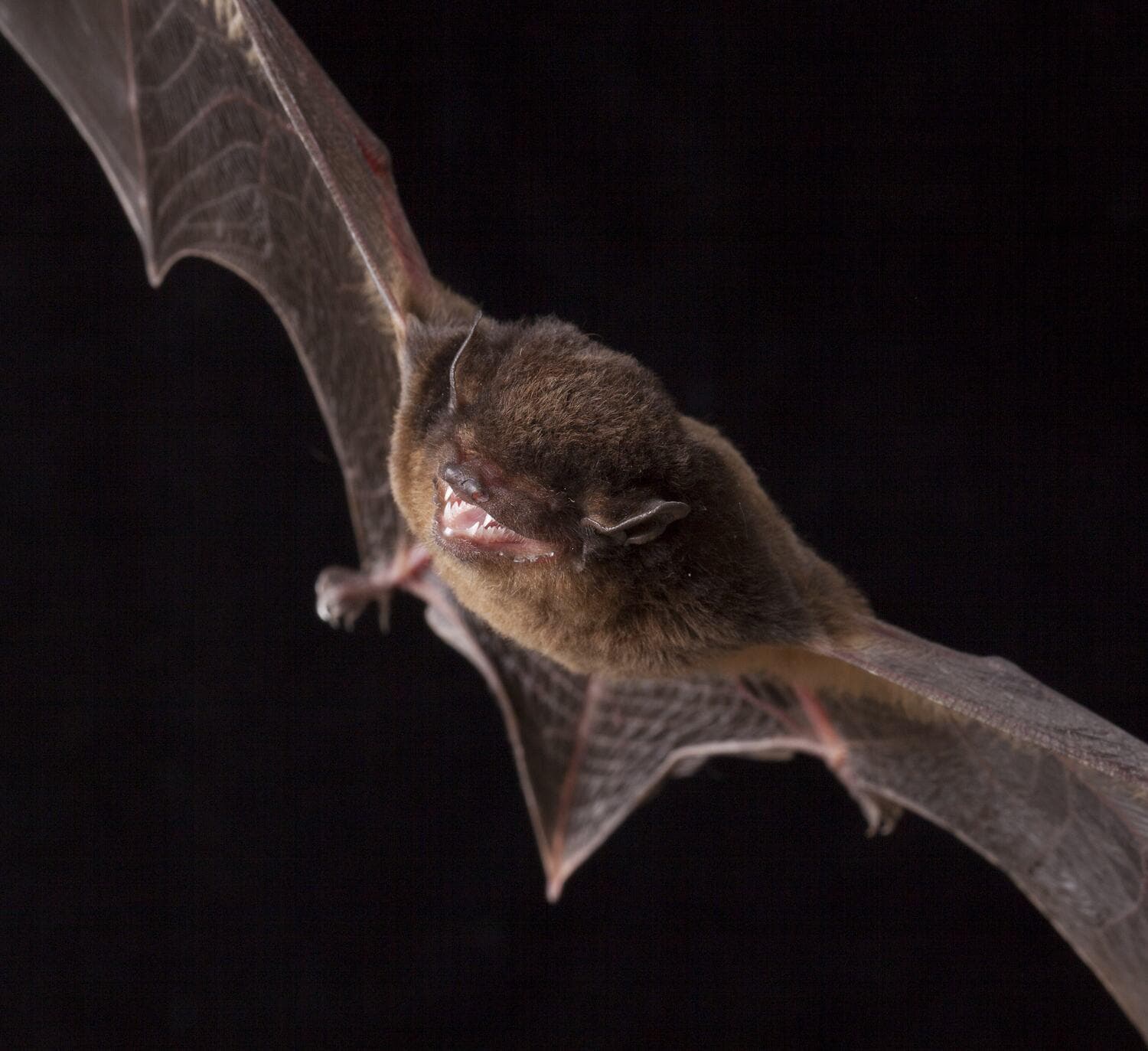 The Hidden Life of Bats: Research and Conservation Night