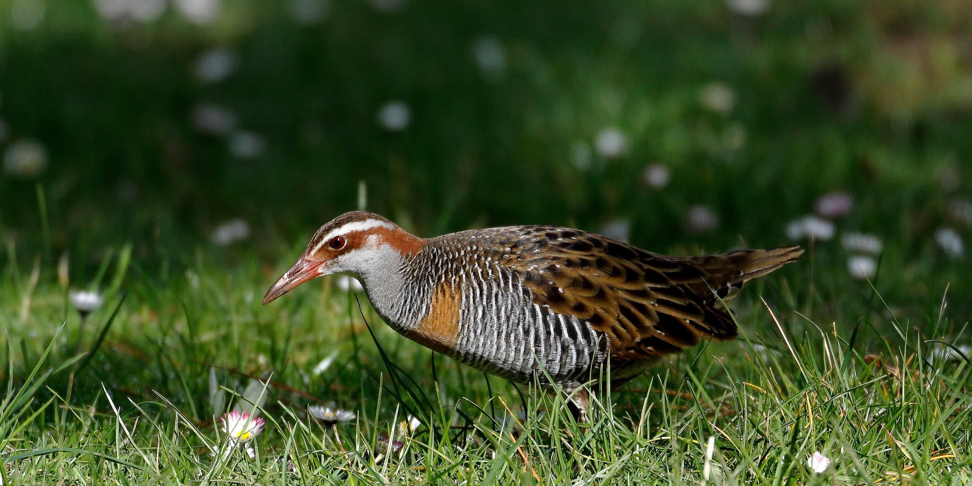 Queer Bird Walk: Banyule Flats Reserve
