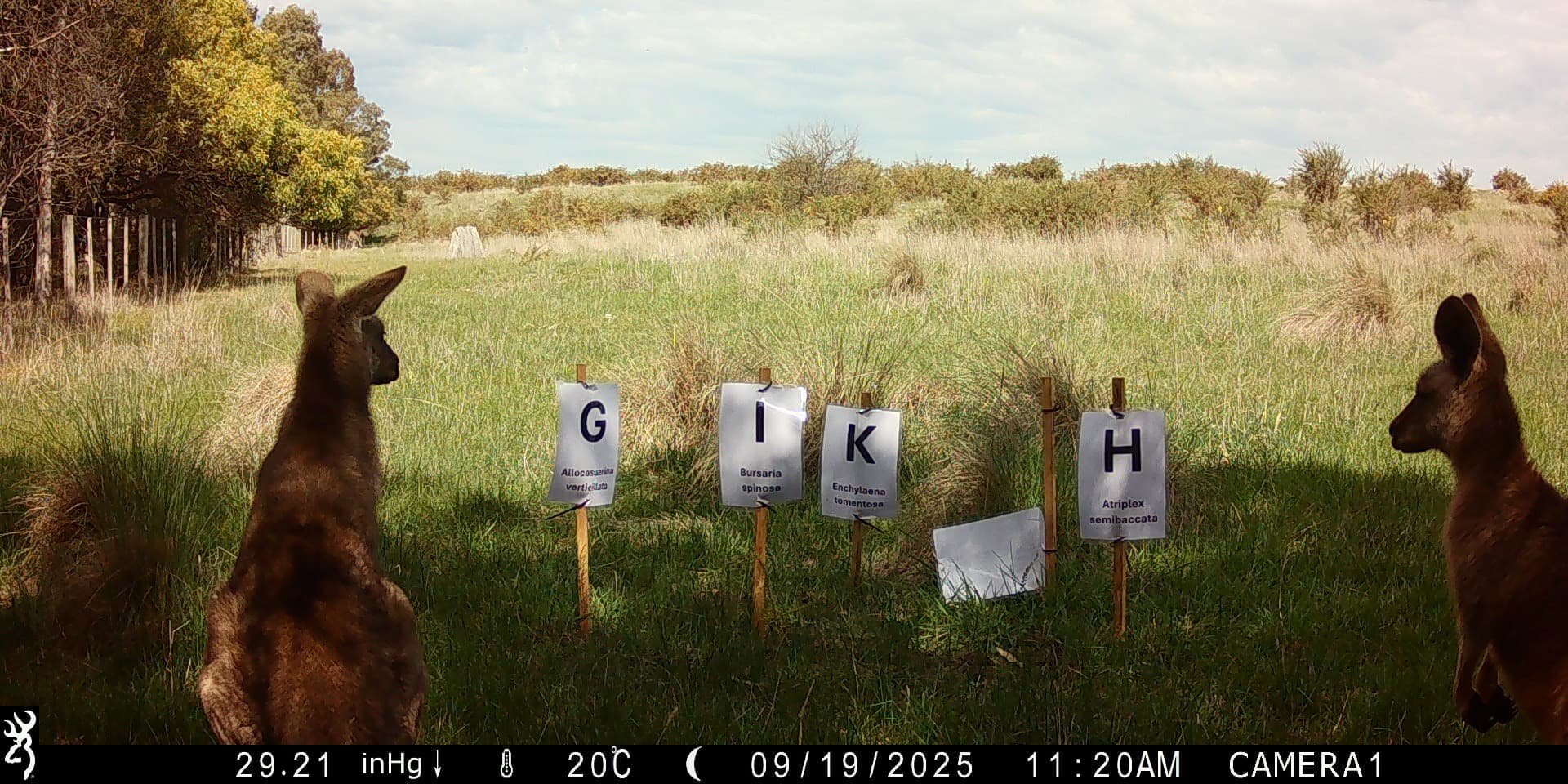Fauna Monitoring in Grassy Woodlands