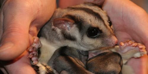 Wildlife Xposure - Vulnerable Animals