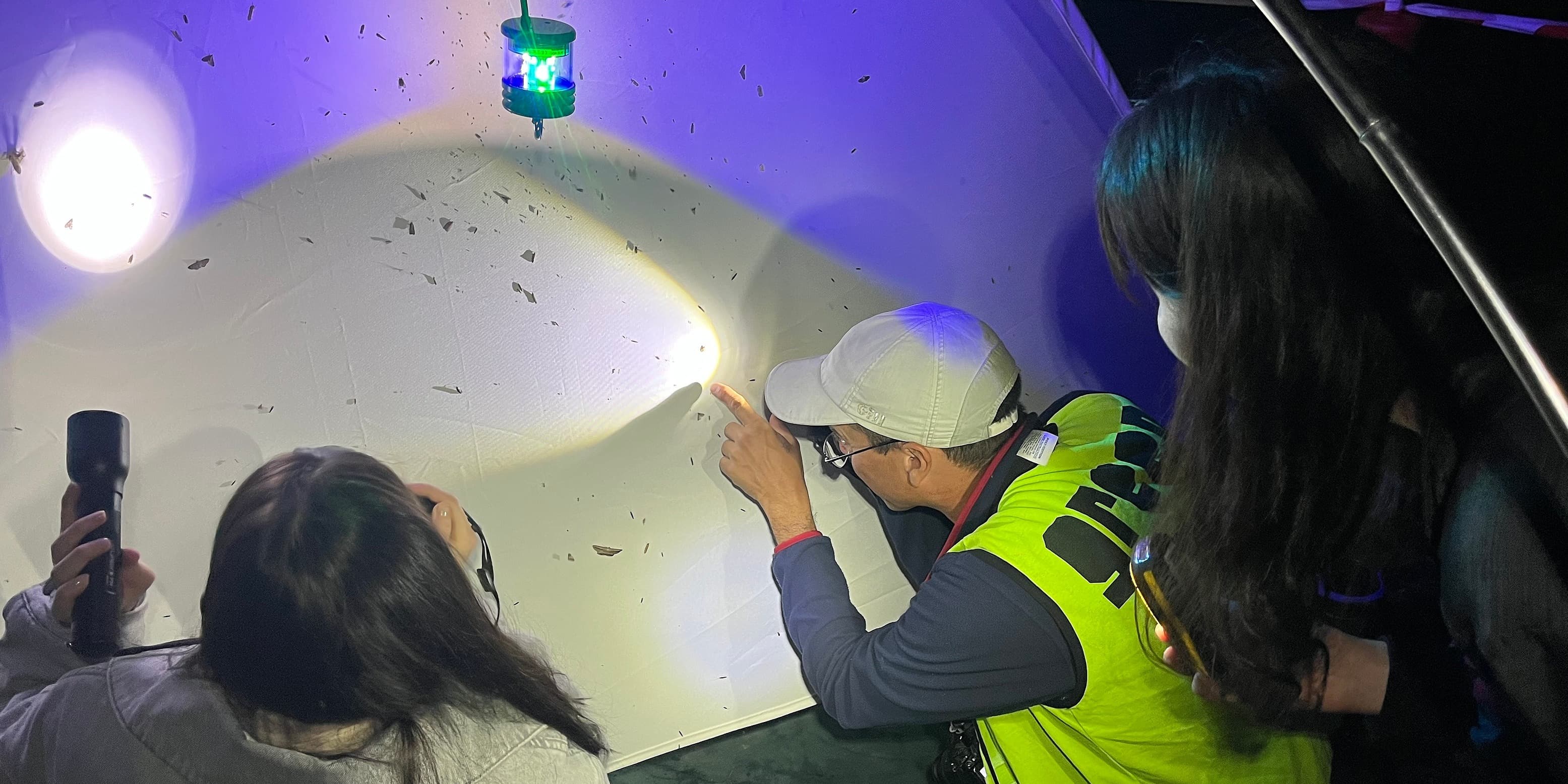 Nature after dark: insects and wildlife of the wetlands