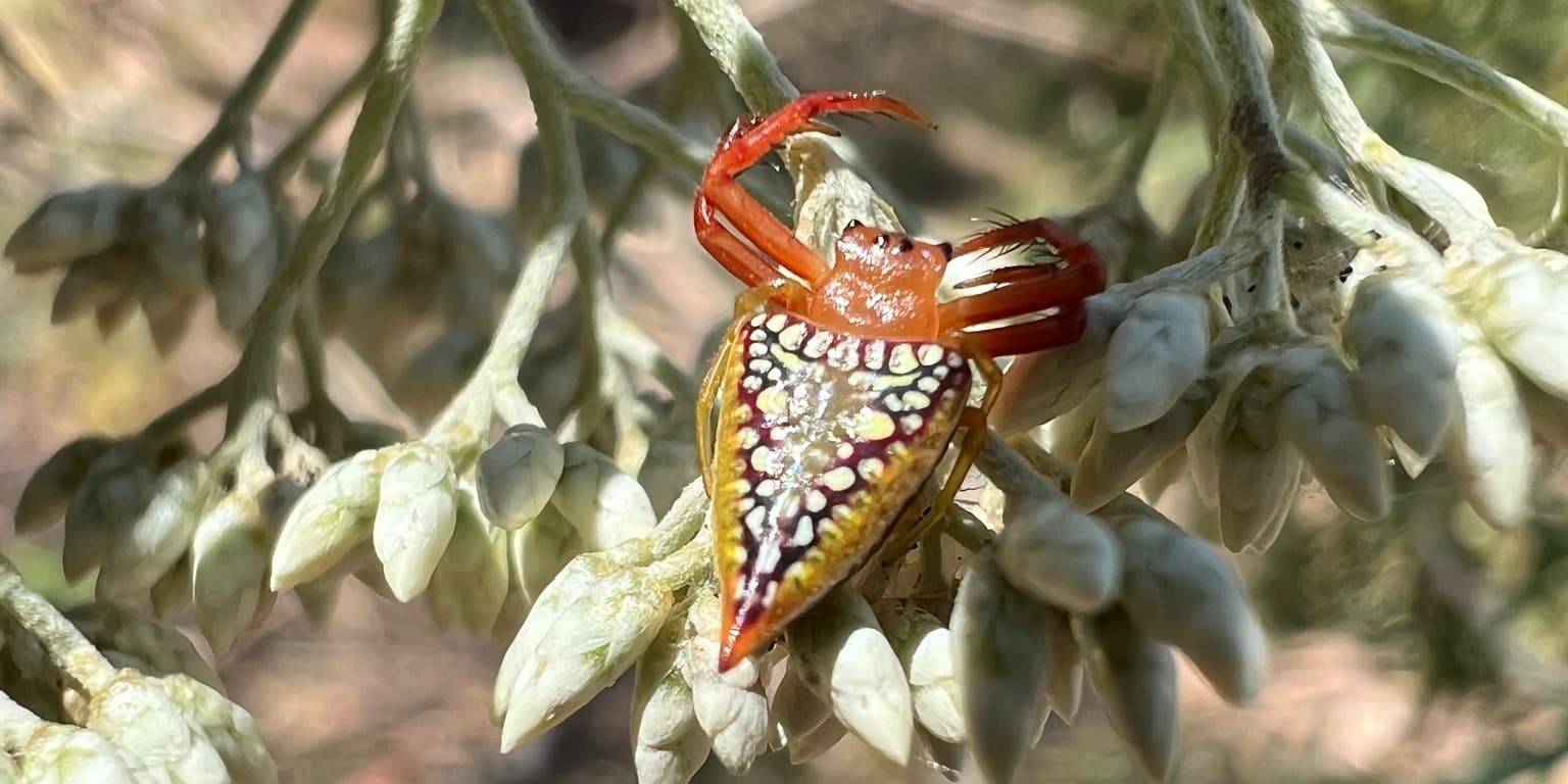 Spiders and Insects of Nillumbik