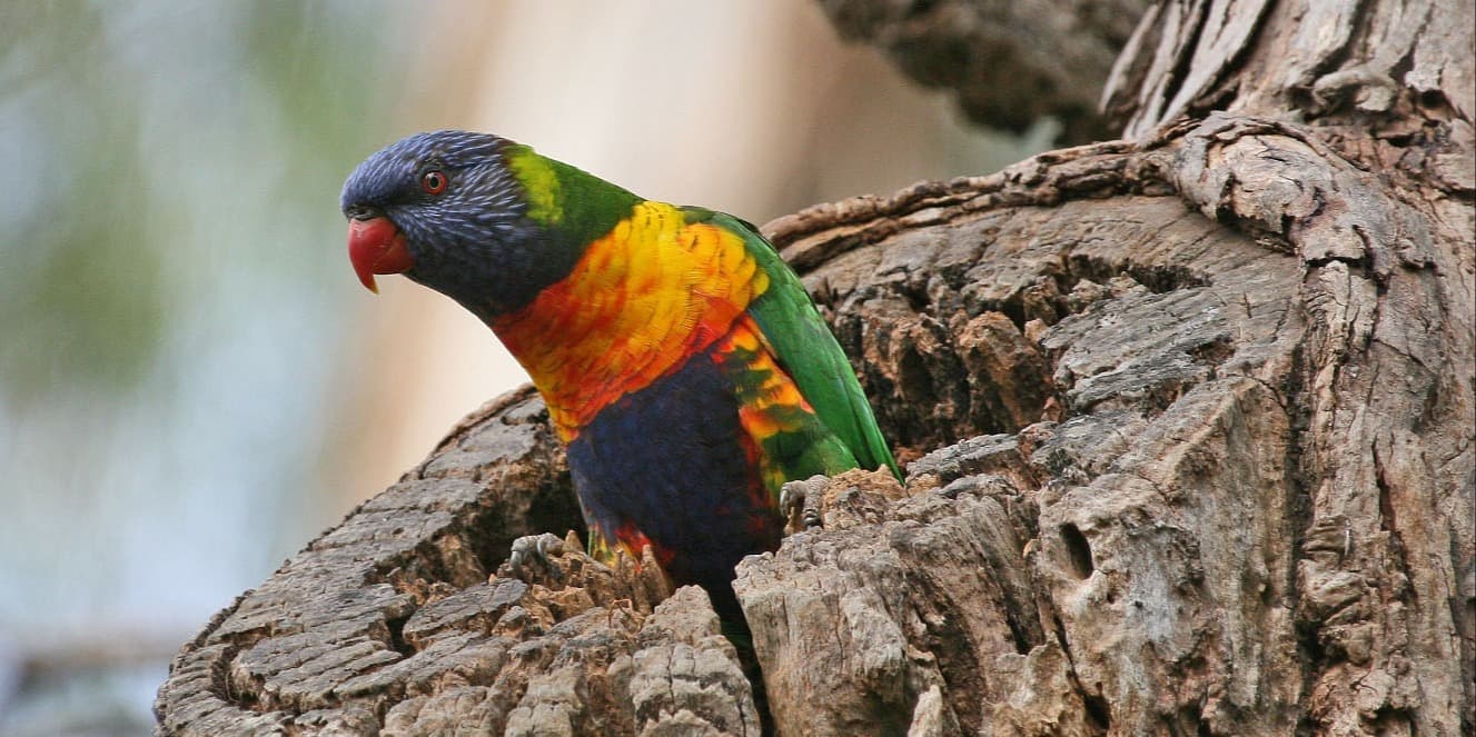 Growing Veggies in an Indigenous Wildlife Garden