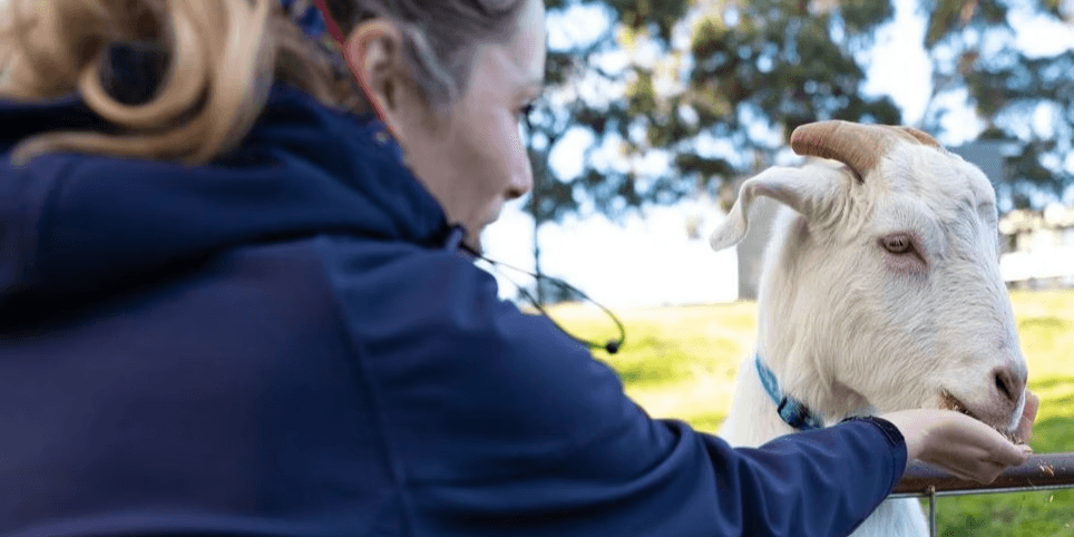 Animal Attendant Day (13 - 17 years) Autumn