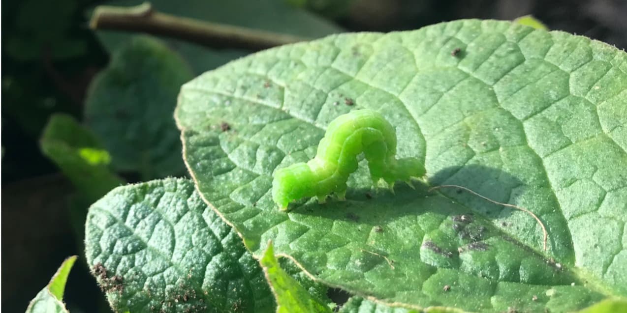 Natural pest and disease management