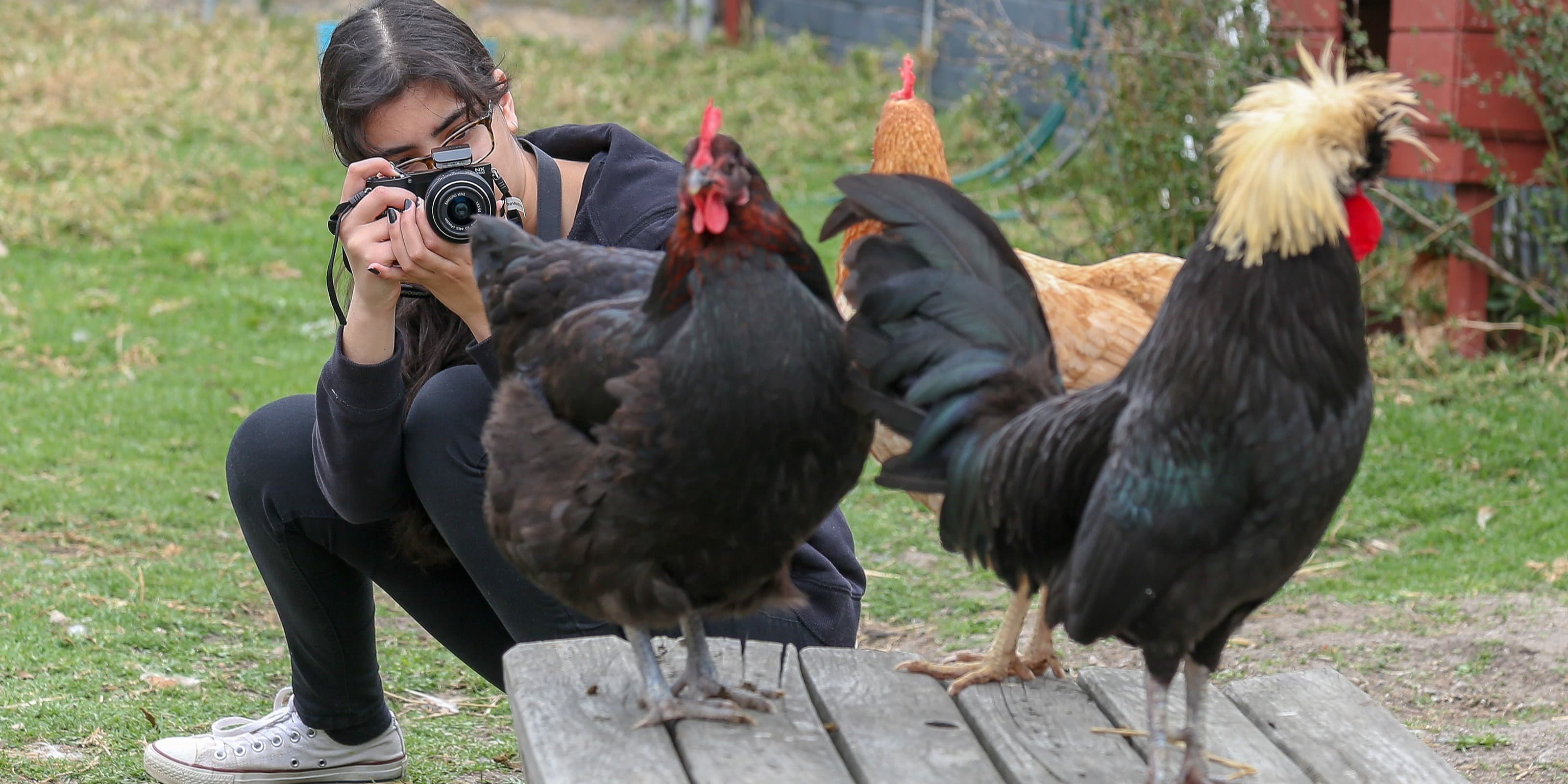 Amazing Animal Art and Photography (7 - 12 years) Autumn