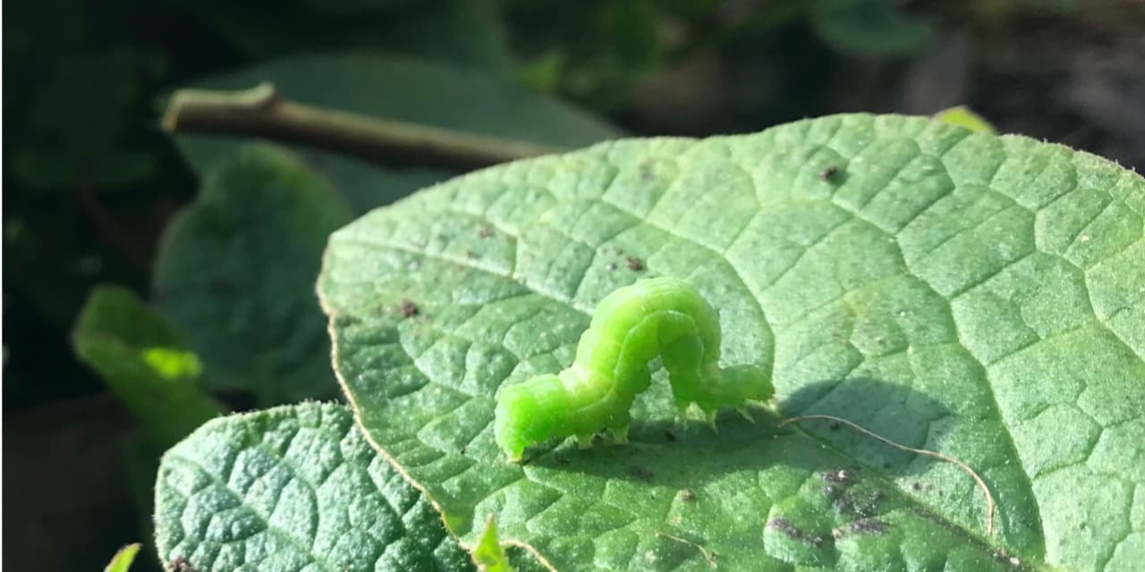 Natural Pest and Disease Management