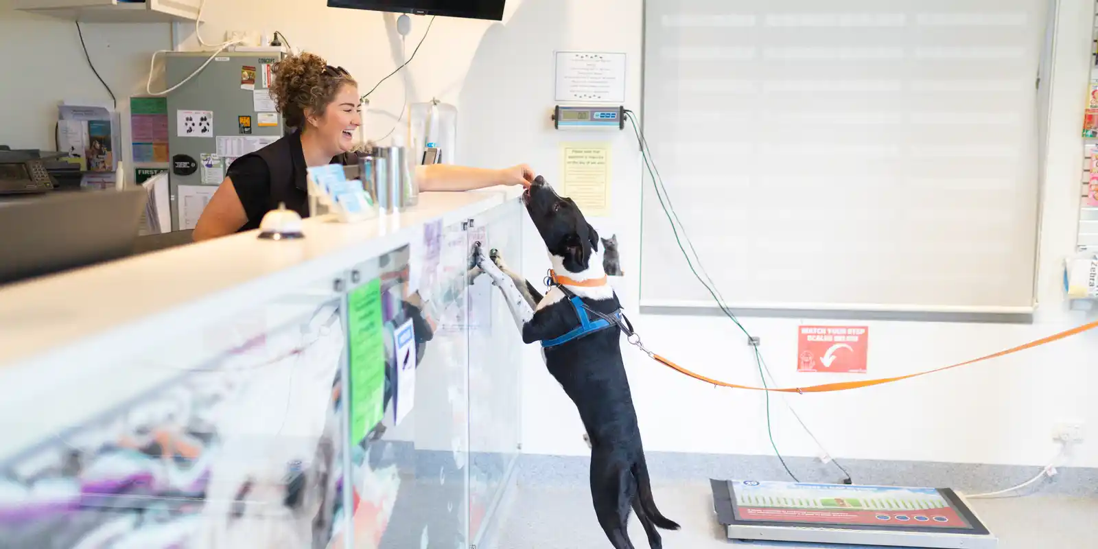 $20 Dog Microchipping! Animal Aid x Monash Council