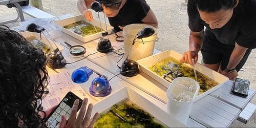 Waterbugs at the Sanctuary