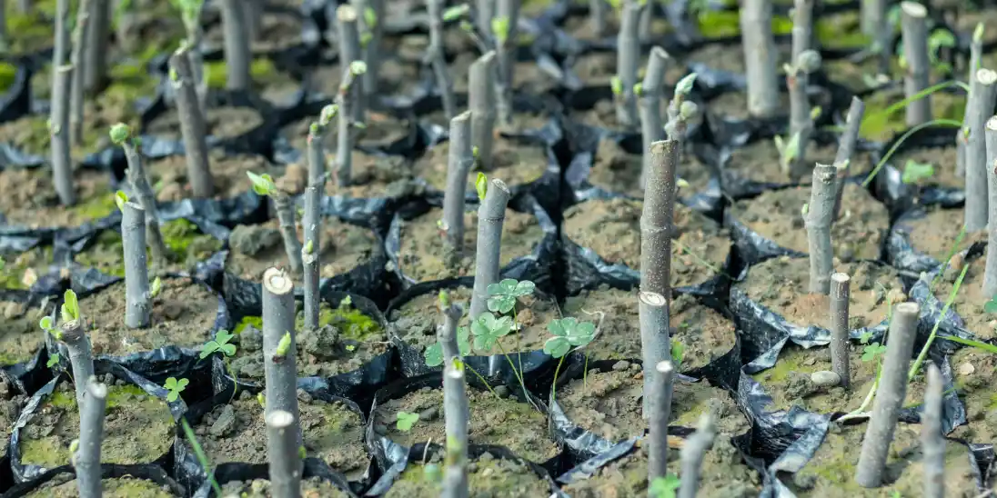 Propagation from Cuttings Workshop at Kororoit Creek Neighbourhood