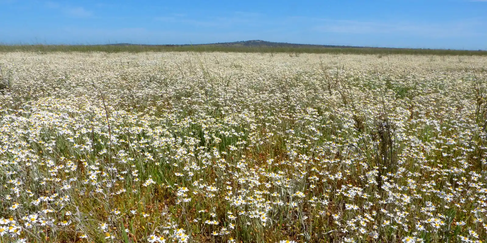 Wildflower Ride at Hurstbridge Station Car Park