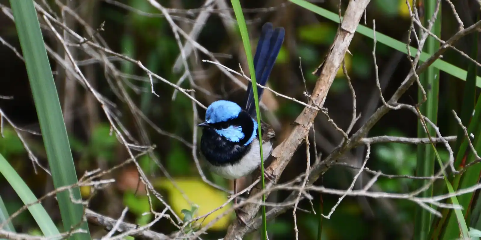 Guided bird walk with Dr Jacinta Humphrey - Discover the birds of
