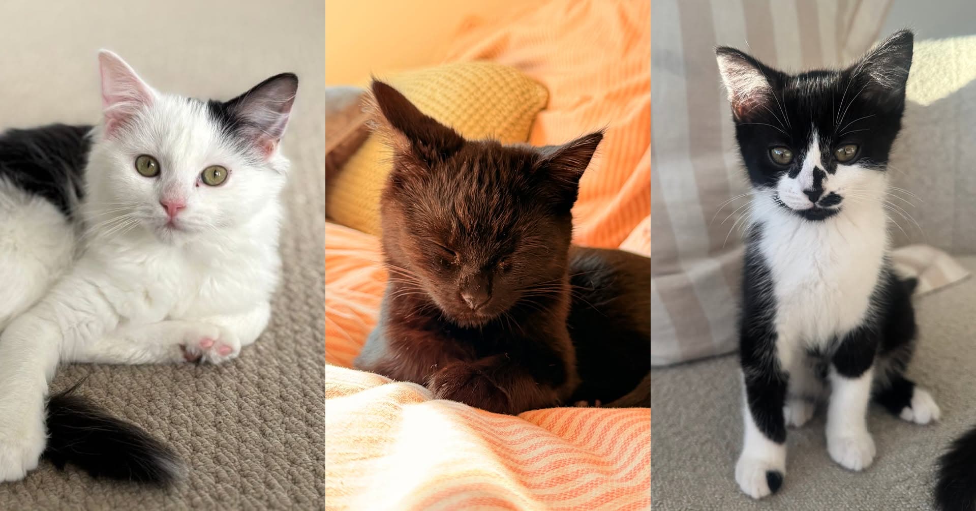 Cat Adoption Day