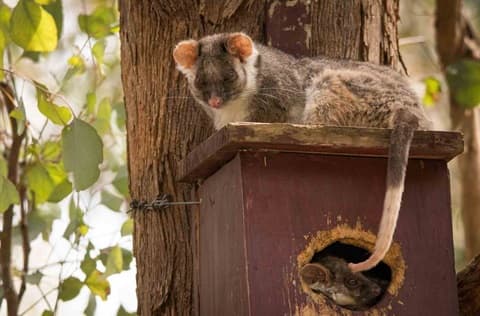 Possum Prowl for Kids