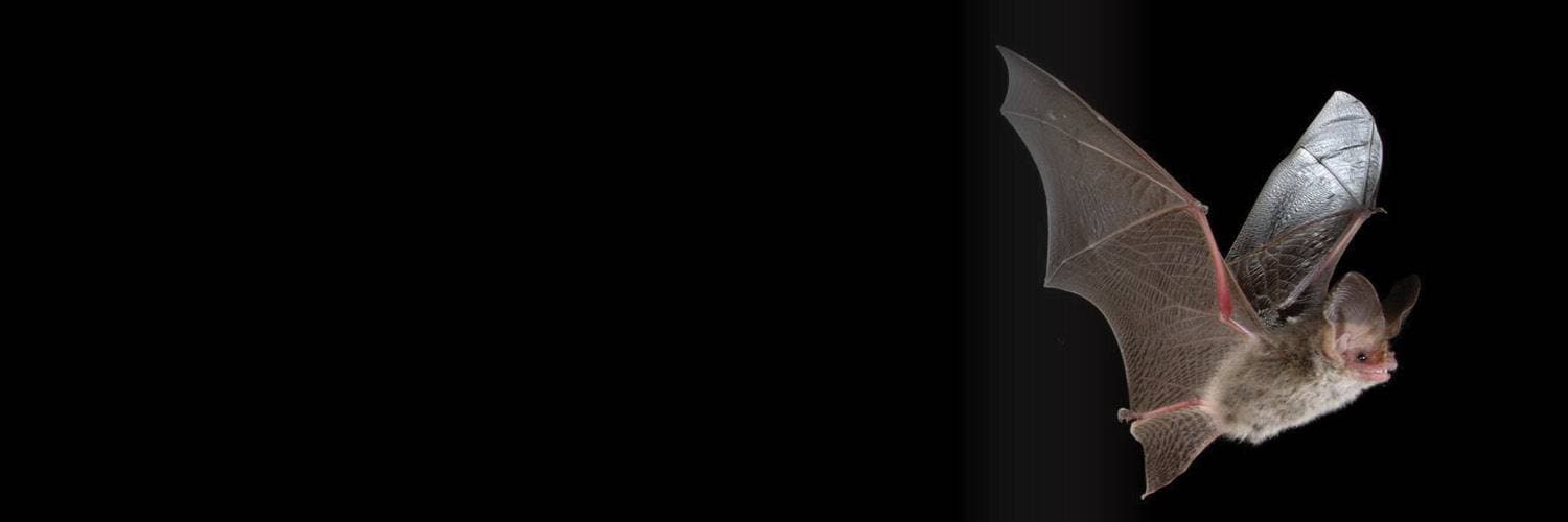 Mysterious Microbats - a Halloween Event