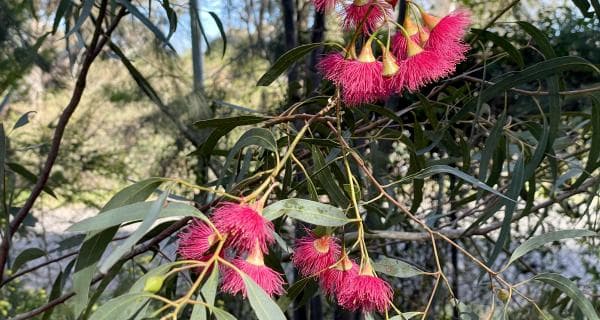 Walk and Talk with an Arborist - Halliday Park
