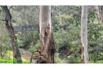 Eucalypts of the Diamond Creek