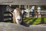 Sensory-Friendly Farm Fun
